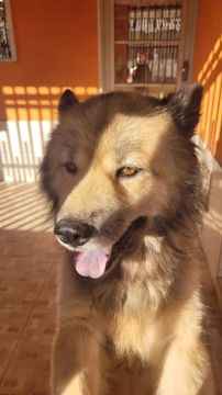 DOAÇÃO Cachorro macho (Jovem)