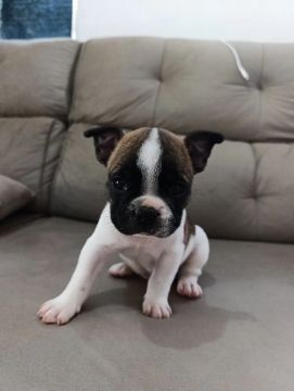 Filhote de Bulldog Francês