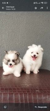 filhotes de Spitz Alemão