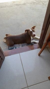 Doa-se pitbull 1 ano