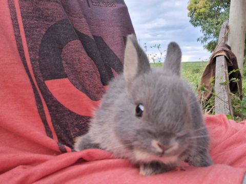 Mini coelhos filhote 