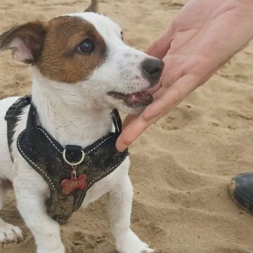 Jack Russel :Leve Para Casa