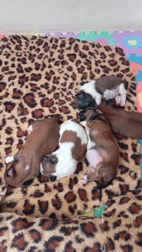Filhotes de Shih Tzu