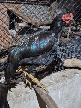 frangos filhos de ovos azuis  70reais