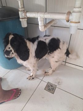 Cachorra Springer Spaniel
