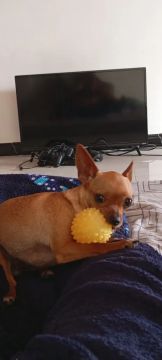 Cadela fêmea pinscher 
