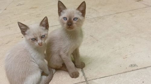 °DOA-SE GATINHOS!°