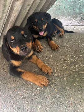 filhotes de Rottweiler fêmeas 