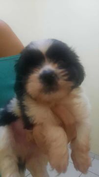 Filhote de Shih Tzu disponível para VENDA!!! 