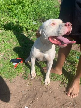 Cachorro Pitbull para adoção 