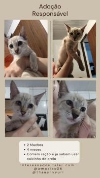 Gatos para adoção responsável 