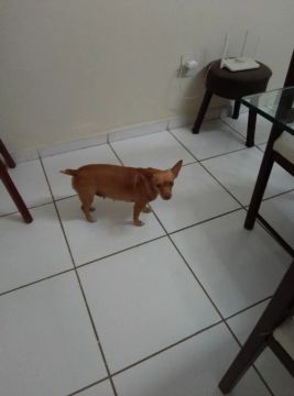 Procura se um noivo 