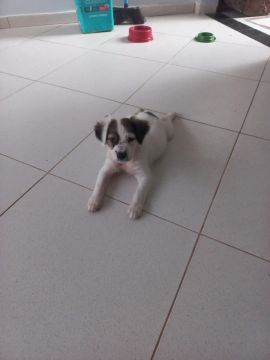 Filhote de cachorro (macho) disponível para adoção