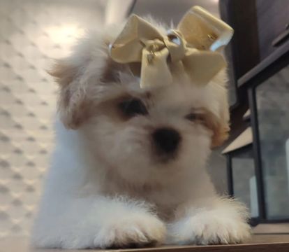 Filhote Shih Tzu Fêmea com Laço