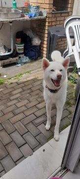 Vendo akita femea 3 anos