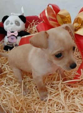 Promoção pinscher zero 