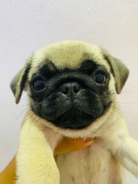 Pug fêmea 