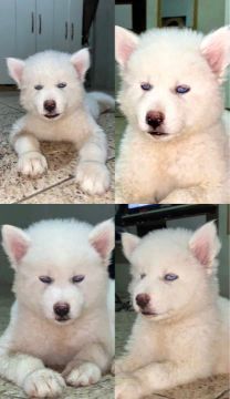 Filhotes Husky Siberiano