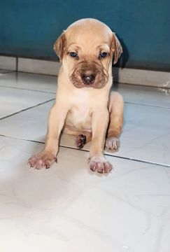 Doação filhote de cachorro
