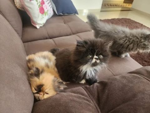 Filhotes de gato persa - ótima linhagem