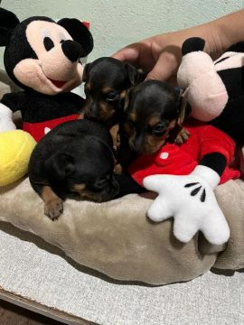 Lindos filhotes de Pinscher