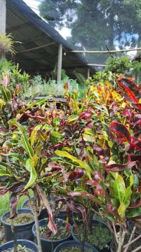 Mudas de Croton Coloridas