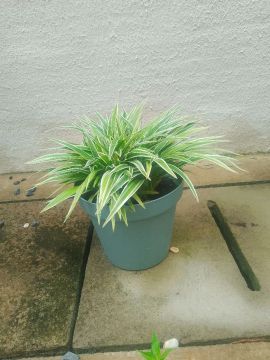 Planta verde em vaso