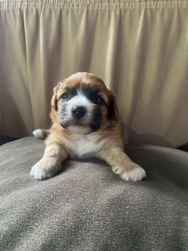 Filhote de shih tzu 