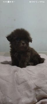 Filhote de Shih Tzu( somente machos , )