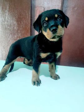 ROTTWEILER FILHOTE 