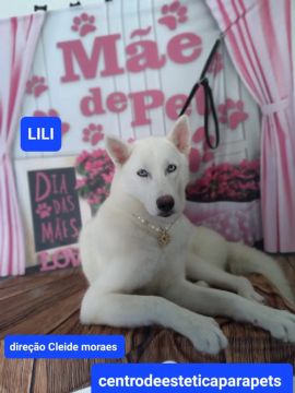 Linda Filhote de Husky Siberiano