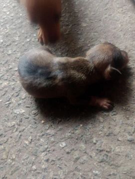 2 cachorrinhos Pincher 1 pra venda
