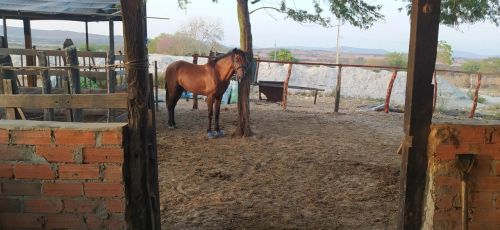 Potro Mangalarga Marchador Picado troca e venda