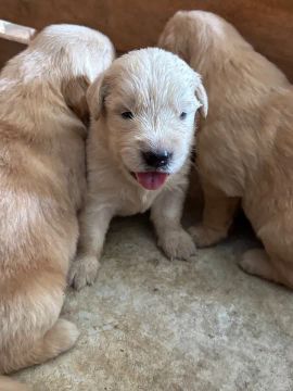 Filhotes de Golden Retriever 