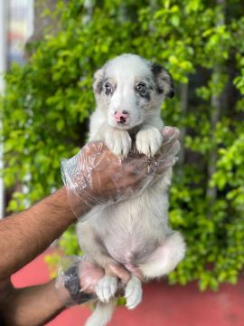 Border Collie prontos para dar muito amor - Garanta já o seu !!