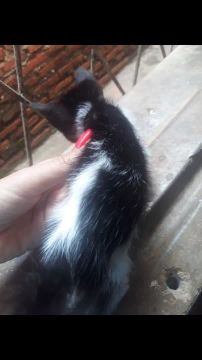 Gatinho preto e branco