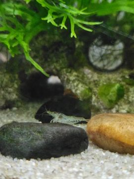 Camarão de água doce - Neocaridina 