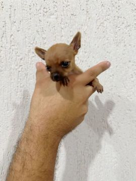 Pinscher zerinha micro fêmea 