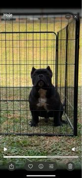 American Bully