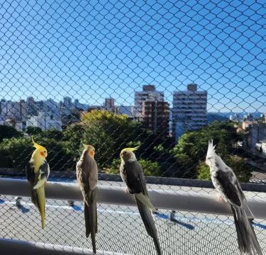 Telas de proteção atendemos em todo Rj