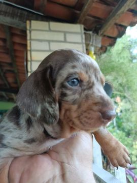Daschund arlequim! 