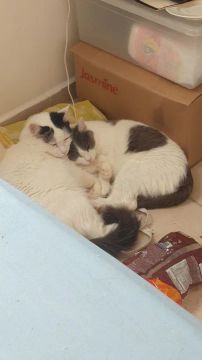 Gatinhos pra adoção responsável