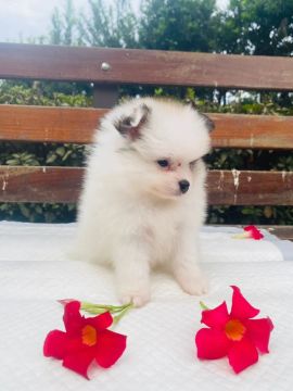 Spitz alemão 