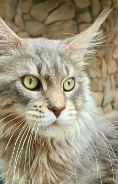 Maine Coon