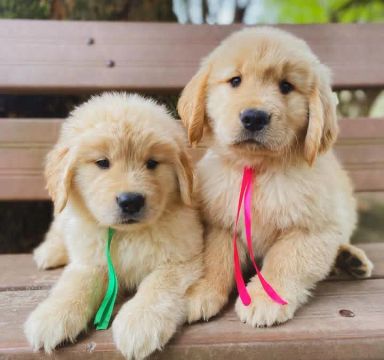 Golden Retriever bebês lindos - vacina importada - garantia -laudo de saúde 