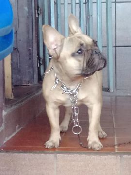  Bulldog Francês procurando namorada