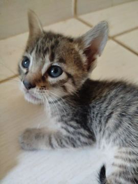 Gatinha fofinha para adoção