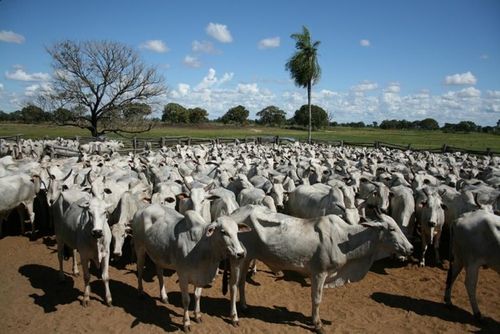 Fazenda de 19397 hectares (8015 alq. Paulista) 