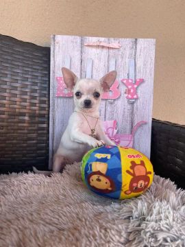 Lindos Filhotes de Chihuahua Vacinados