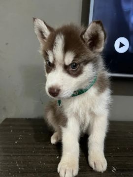 Filhote Husky Siberiano